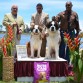 Nuestros ejemplares hijos de Ch.Martigny Ch.Ve.Col.JVe.JCo.Move a Mountain Isabella y Jackpot, invitados a la Copa Eukanuba 2011